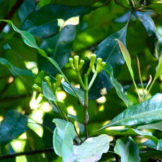 Гвоздика (Eugenia caryophyllata), лист (5 мл) - 100% натуральное эфирное масло