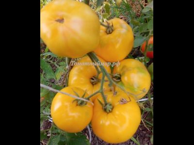 Томат Крем-Торт