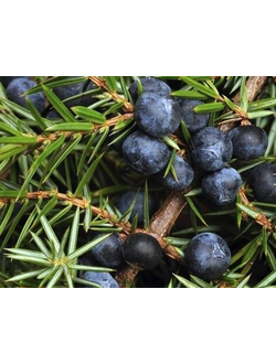 Juniper berry EO / Можжевельник ягоды 100% ЭФИРНОЕ МАСЛО, 2.5 мл