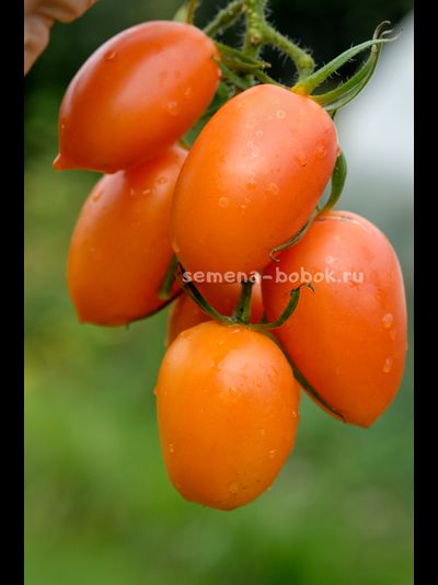 Томат Orange Roma (Оранжевый Римский), 10 шт