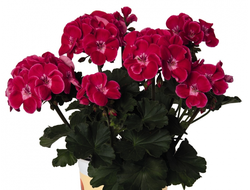 Пеларгония зональная Savannah TexMex Ruby, p11