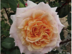 Geoff Rose (Джефф Роуз) англ