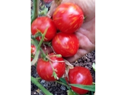 Томат гном Гендольф, (Gandolf, Гандальф), США