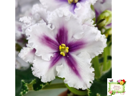 МТ-Сладкая Фантазия химерный спорт