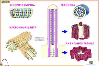 Цитология  (16 шт), комплект кодотранспарантов (фолий, прозрачных пленок)