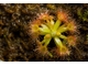 Геммы Drosera Nitidula x Pulchella