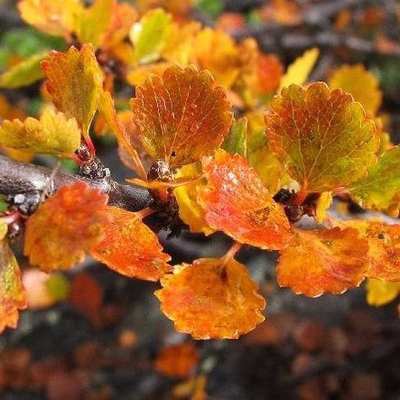 Береза карликовая Golden Treasure