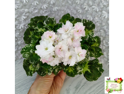 МТ-Кокилье (М. Тотиева) 2023 г.