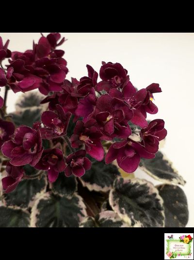 Black Jewel (H.Pittman) 02/14/04