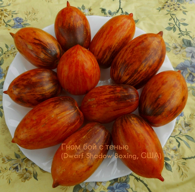 Томат Гном бой с тенью (Dwarf Shadow Boxing, США)