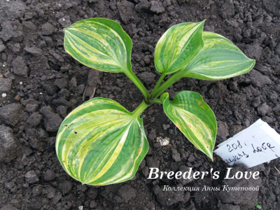 Хоста Бридерс Лав