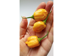 Перец острый Aji Mango