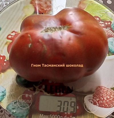 Томат Гном Тасманский шоколад (Dwarf Tasmanian Chocolate)