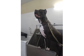 Кане-корсо МАСЯ