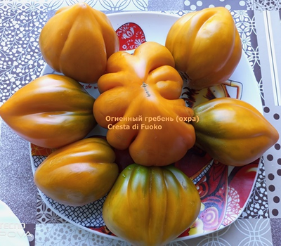 Томат Огненный гребень (охра) (Cresta di Fuoko)