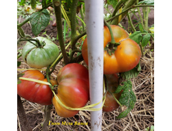 Томат Гном Мгла Винса (Dwarf Vince’s Haze)