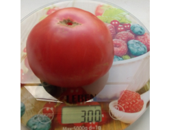 Томат Мамонт (Mammoth)