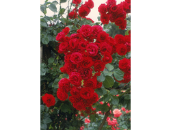 Роза Симпатия  (Sympathie) ОКС, Россия