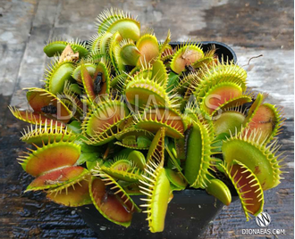 Dionaea muscipula Monkey Ass