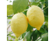 Лимон (Citrus limon) Испания, органик, 5 мл - 100% натуральное эфирное масло