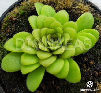 Pinguicula Agnata x cyclosecta