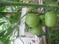 Томаты сорта "Малиновый закат" из серии "Малиновое чудо" имеют впечатляющие размеры, но пока не поспели.