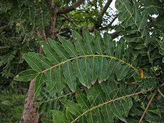 Ладан индийский (Boswellia serrata) 5 мл - 100% натуральное эфирное масло