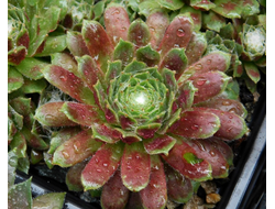 Sempervivum ARACHNOIDEUM RUBRUM - розетка