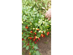 Перец острый Клювик красный (Biquinho)