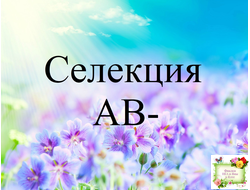 Селекция АВ- Фиалковод, стандарты (листья срез)