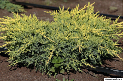 Можжевельник Голд Киссен