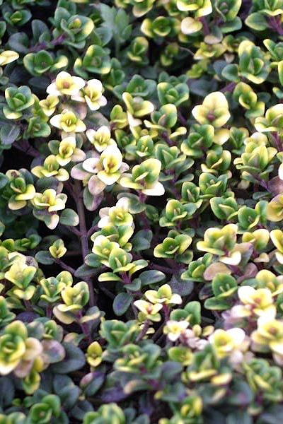 Чабрец лимоннопахнущий Донне Валей (Тимьян)