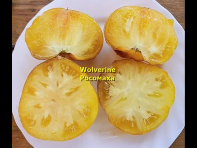 Томат Росомаха (Wolverine)