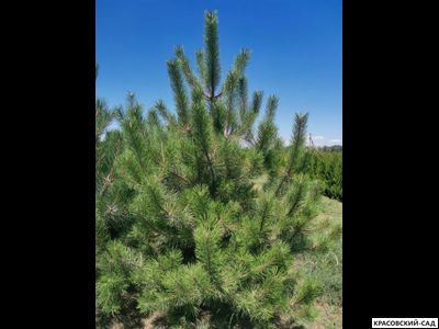 Сосна Черная - Pinus Nigra