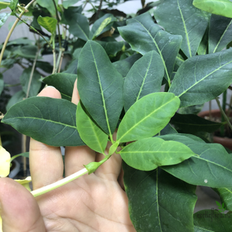 Brunfelsia Americana
