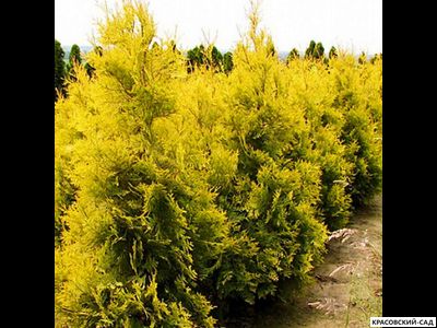 Туя Салланд - Salland