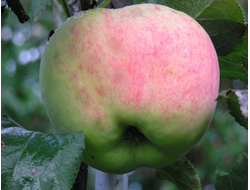 Персиянка (яблоня)