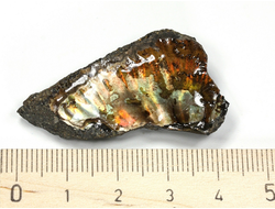 Аммолит, коллекционный образец, Канада (42*20*9 мм, 10 г) №27117