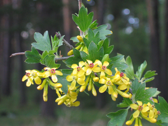 Смородина Золотистая Алтаргана (средняя)
