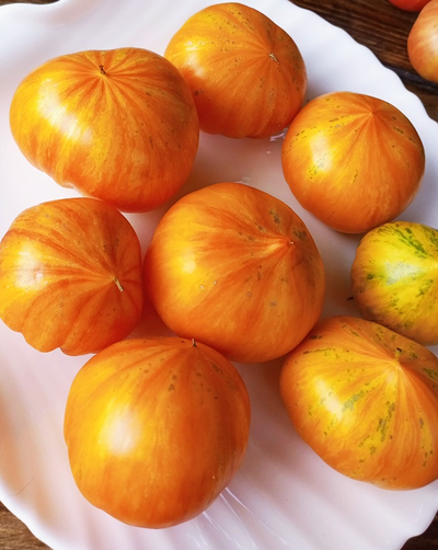 Томат Радужный сердцевидный джаз (Rainbow jazz heart)