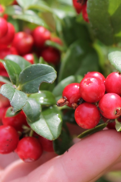 Брусника Коралл