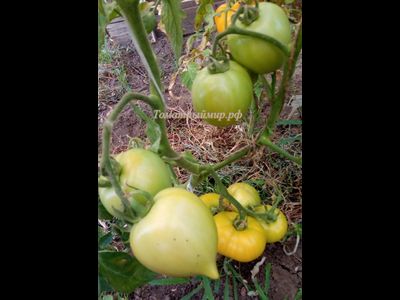 Томат Буденовка зеленая (Украина)