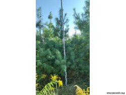 Сосна Гималайская - Pinus Wallichiana