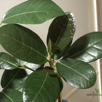 Ficus sp.(T01) Indonesia / Фикус Индонезия природник