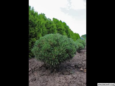 Сосна Миникин - Minikin