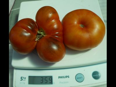 Томат Яркий самоцвет (Люсид джем, Lucid gem, США)