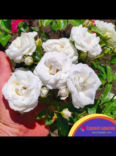 Аспирин (Aspirin Rose)