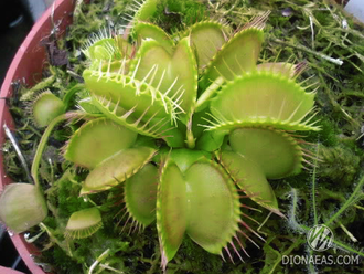 Dionaea muscipula Cross teeth#2