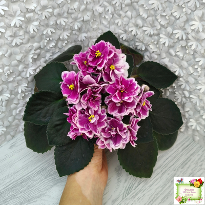 АВ-Последняя Любовь Самурая (Фиалковод) 2021 г.