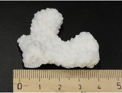 Коралл белый, коллекционный образец, Китай (42*32*11 мм, 10 г) №37630